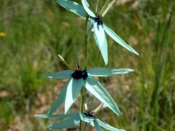 Ixia viridiflora opening wide but no dentist